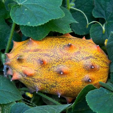 Kivakurkku - Cucumis metuliferus