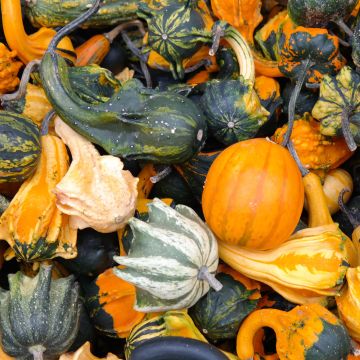 Kurpitsa (siemenet) - Cucurbita pepo