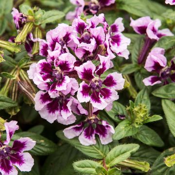 Tulitorve Heatbeat Amethyst