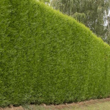 Leylandinsypressi - Cupressocyparis leylandii