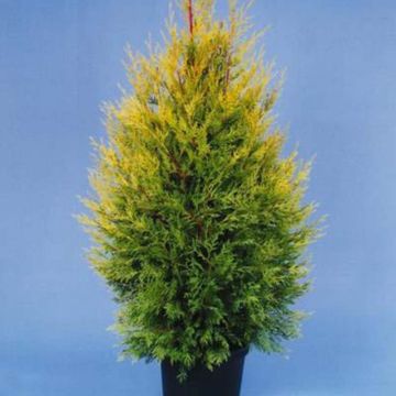 Leylandinsypressi Excalibur Gold