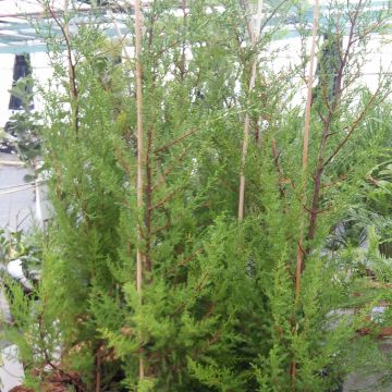 Montereynsypressi - Cupressus macrocarpa