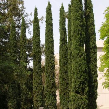 Välimerensypressi - Cupressus sempervirens var. stricta