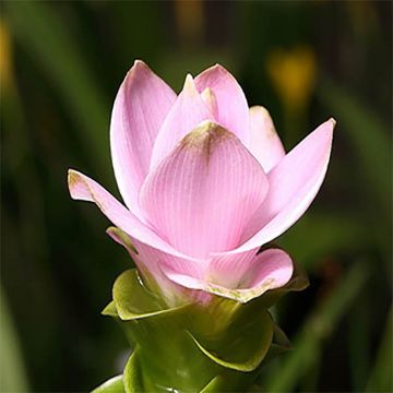 Siaminkurkuma Pink