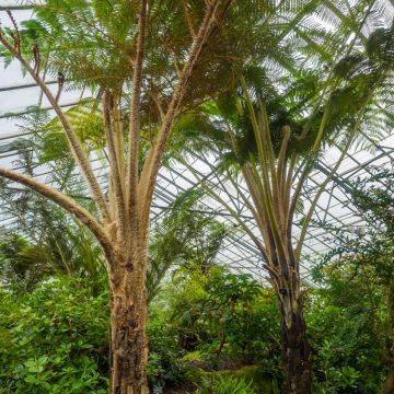Saniaispuu - Cyathea felina