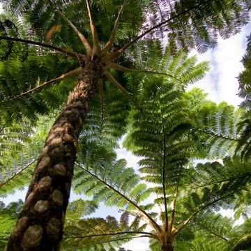 Saniaispuu - Cyathea lunulata