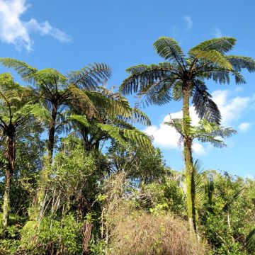 Saniaispuu - Cyathea medullaris