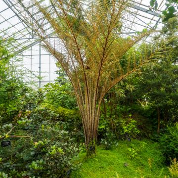 Saniaispuu - Cyathea tomentosissima