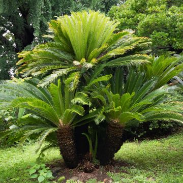 Japaninkruunukävykki - Cycas revoluta