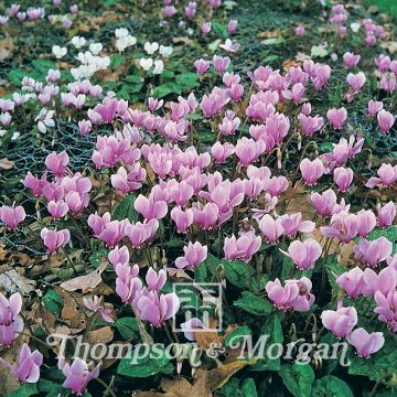 Syklaami All The Year Round Flowering Mixed (siemenet)