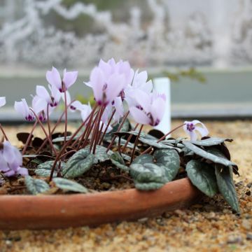 Kilikiansyklaami - Cyclamen cilicium
