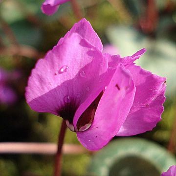 Balkaninsyklaami vaaleanpunainen - Cyclamen coum