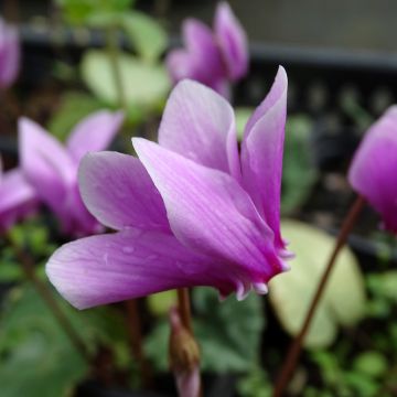 Murattisyklaami - Cyclamen hederifolium