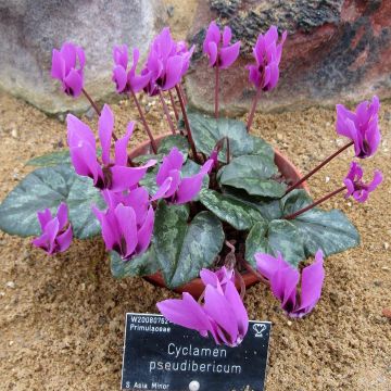 Turkinsyklaami - Cyclamen pseudibericum