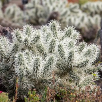 Lieriöopuntia - Cylindropuntia tunicata