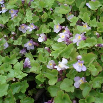 Rauniokilkka - Cymbalaria muralis