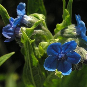 Koirankiele - Cynoglossum nervosum