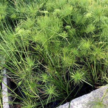 Haspansädekaisla - Cyperus haspan