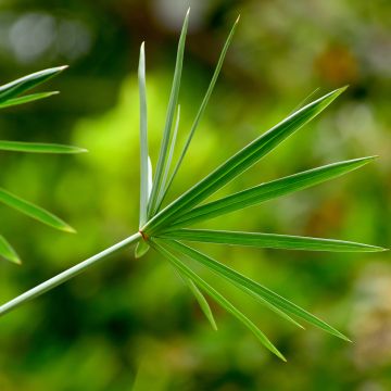 Isosädekaisla - Cyperus involucratus