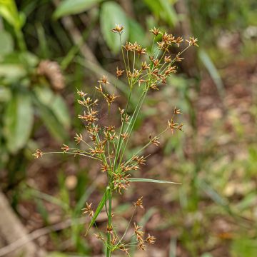 Sukkulasädekaisla - Cyperus longus