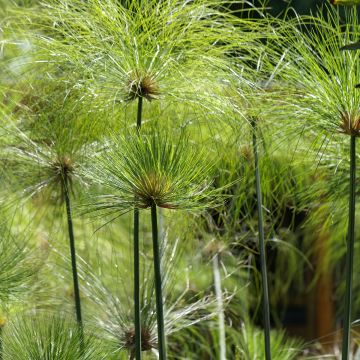 Papyruskaisla - Cyperus papyrus