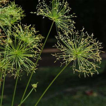 Sädekaisla - Cyperus prolifer