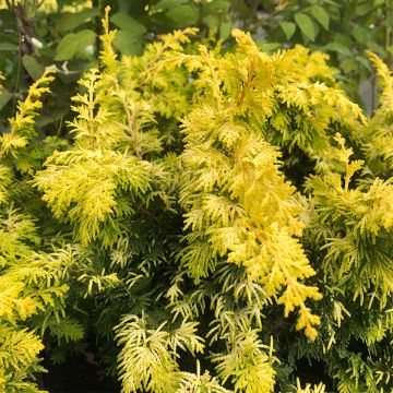 Temppelikypressi Fernspray Gold