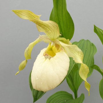 Tikankontti Fasciolatum x Aki
