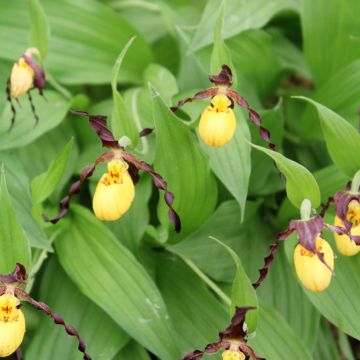 Tikankontti - Cypripedium parviflorum var. parviflorum