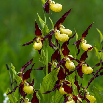 Tikankontti - Cypripedium calceolus