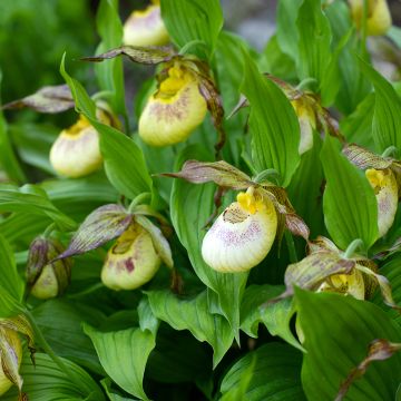 Tikankontti - Cypripedium kentuckiense