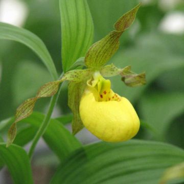 Tikankontti - Cypripedium parviflorum var. pubescens