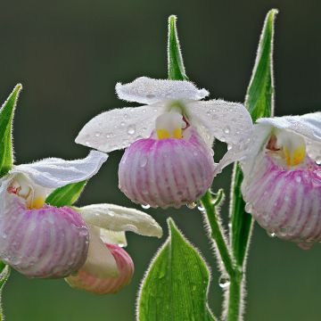 Kruunutikankontti - Cypripedium reginae