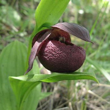 Tikankonti - Cypripedium smithii
