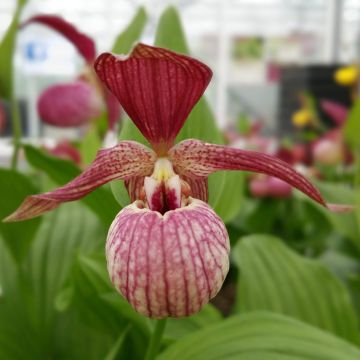 Tikankontti ventricosum Red