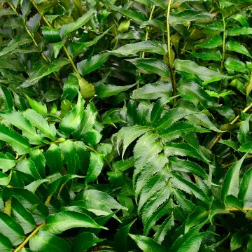 Mahoniasaniainen - Cyrtomium falcatum