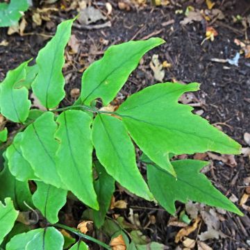 Mahoniasaniaiset - Cyrtomium fortunei