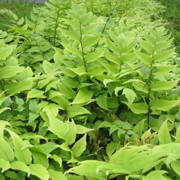 Mahoniasaniaiset - Cyrtomium fortunei var. clivicola