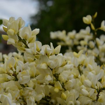 Loistovihma - Cytisus kewensis