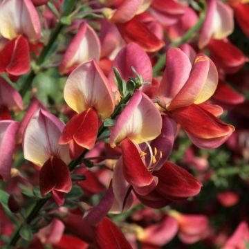 Jänönvihma Roter Favorit