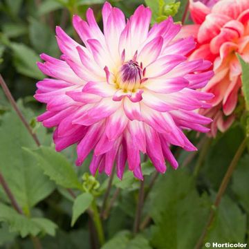 Koristedaalia Dahlia Audace