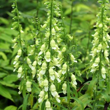 Sormustinkukka Alba