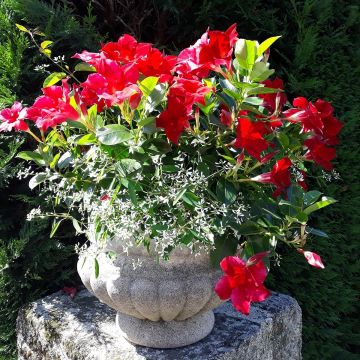 Maljaköynnös Diamantina Jade Red