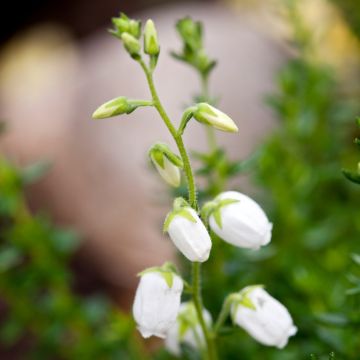 Irlanninnummikanerva Alba