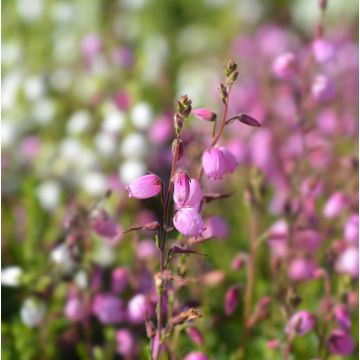 Irlanninnummikanerva Globosa Pink