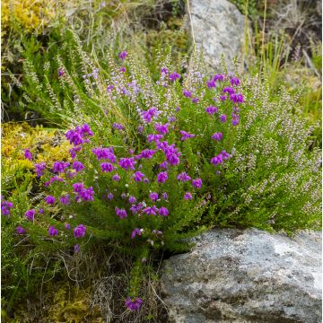 Irlanninnummikanerva Purpurea