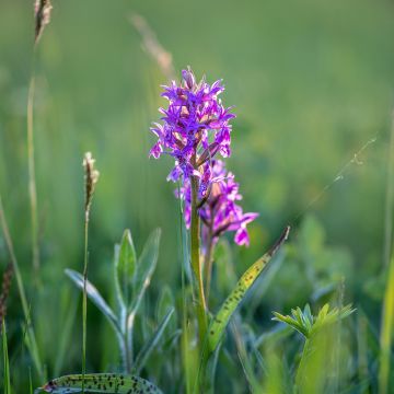 Liuskakämmekä - Dactylorhiza alpestris