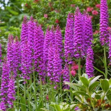 Madeiranliuskakämmekkä - Dactylorhiza foliosa