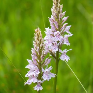 Liuskakämmekkä - Dactylorhiza fuchsii
