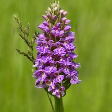 Maariankämmekkä - Dactylorhiza maculata